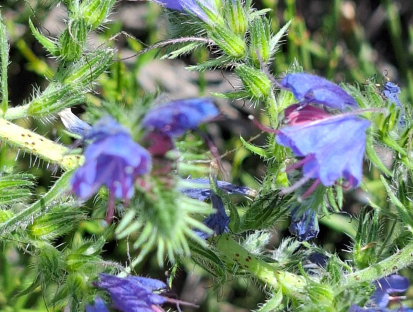 blauwe_bloemen_25dpi