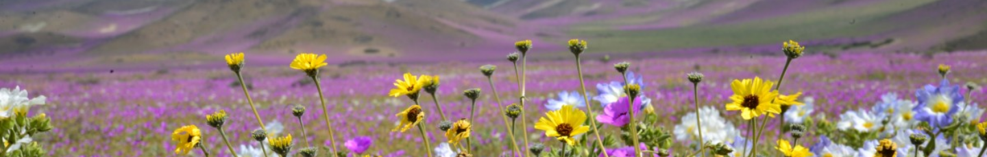 flores_desierto_front_page_NC_v2-1 flores_desierto_front_page_NC_v2-1